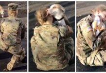Un perro no es capaz de reconocer a su madre militar, hasta que percibe su olor