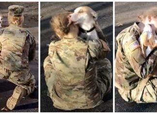 Un perro no es capaz de reconocer a su madre militar, hasta que percibe su olor