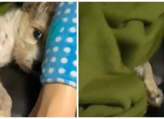 Perrito quiere seguir abrigado y se vuelve a tapar cuando su dueño le quita su mantita