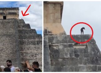 Un perro burla la seguridad y se sube a lo alto de una de las 7 maravillas del mundo