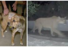 Perrito valiente se enfrenta al puma que se metió a su casa para proteger a su familia