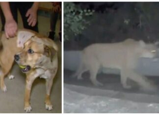 Perrito valiente se enfrenta al puma que se metió a su casa para proteger a su familia