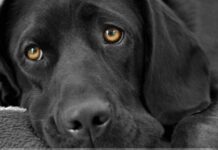 La desgarradora despedida a «su compañero peludo de cuatro patas», se hace viral