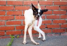 El drama de una perrita abandonada con una rara enfermedad que creía que no merecía ser amada