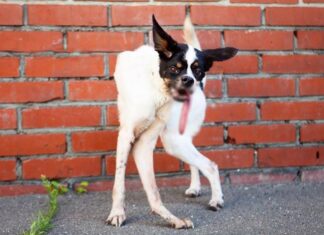 El drama de una perrita abandonada con una rara enfermedad que creía que no merecía ser amada