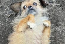 Cachorrito paralizado que se arrastraba en medio camino le suplica a una mujer que lo ayude