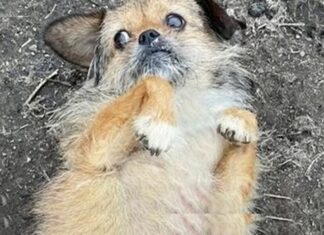 Cachorrito paralizado que se arrastraba en medio camino le suplica a una mujer que lo ayude