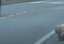 Perrita enmarañada pasa 2 años mirando a los autos rogando que alguno sea el de su dueño