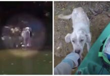Perro hambriento dejado en una isla ve a un hombre en kayak y sabe que es su única esperanza