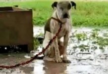 Siempre amarrado afuera sin poder acostarse, ruega ayuda a su ángel antes de que sea tarde