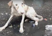 Lloró angustiada en un charco sucio sin poder moverse, hasta que una mujer la queda mirando