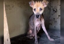 Encorvada en una vieja caseta de perro, se quedó sin pelo hasta que sus ángeles se acercaron