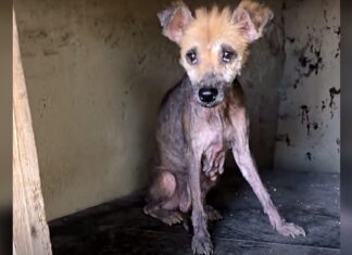 Encorvada en una vieja caseta de perro, se quedó sin pelo hasta que sus ángeles se acercaron