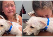 Dos niñas le lloran desconsoladas a un policía con su perrito en brazos