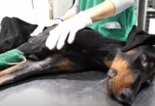 Le rompieron la espalda y ella se arrastró a través de vidrios rotos rogando ser notada