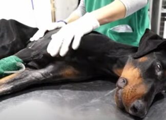 Le rompieron la espalda y ella se arrastró a través de vidrios rotos rogando ser notada