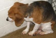 Nunca vieron una perrita beagle tan asustada en un refugio, hasta que un hombre se acercó