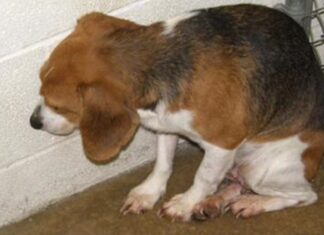 Nunca vieron una perrita beagle tan asustada en un refugio, hasta que un hombre se acercó