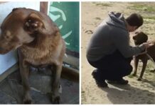 Perrita reconoce un olor familiar tras 2 años de pasar triste y desolada en un refugio