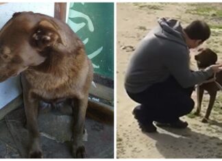 Perrita reconoce un olor familiar tras 2 años de pasar triste y desolada en un refugio