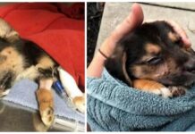 Perrita milagro desafía a quienes quisieron acabar con ella dejándola herida en un callejón