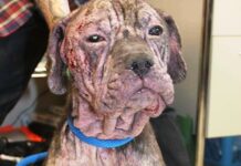 Perrita callejera flaca y sin pelo aparece en la puerta de un hombre en la más gélida noche