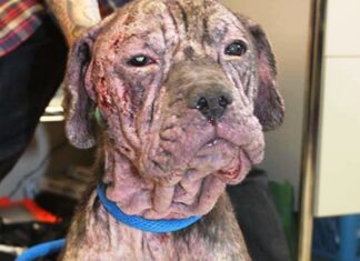 Perrita callejera flaca y sin pelo aparece en la puerta de un hombre en la más gélida noche