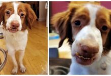 Perrito de carita torcida y tambaleante por culpa de sus dueños, pide que no lo rechacen más