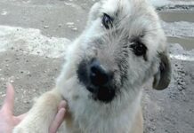 Un cachorro sin hogar le da la pata al ángel que acaba de salvarle la vida