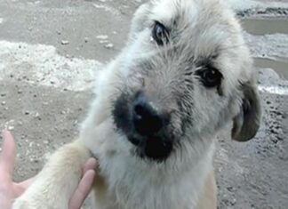 Un cachorro sin hogar le da la pata al ángel que acaba de salvarle la vida