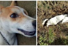 Perrito leal sacrifica su vida para salvar a sus dueños del sujeto que quería hacerles daño