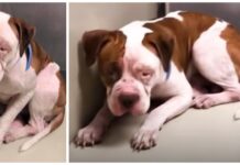 Triste pitbull no deja de temblar en la esquina de un refugio, luego escucha una voz