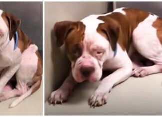 Triste pitbull no deja de temblar en la esquina de un refugio, luego escucha una voz