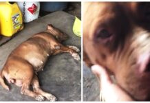 Pitbull encadenada por 8 años al mismo lugar, ve a una mujer acercándose y levanta la cabeza