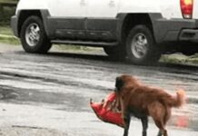 “El perro callejero llevaba un bulto en los dientes”: Ese día salvó una pequeña vida humana