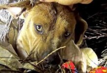 Angustiada mamá perrita besa a sus cachorros uno a uno mientras un hombre le susurra al oído