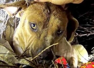 Angustiada mamá perrita besa a sus cachorros uno a uno mientras un hombre le susurra al oído