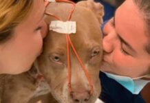 Su dueño quiso quitarle la vida, pero ella se escabulló bajo un auto esperando a su ángel