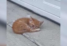 Hombre encuentra un gatito afuera de su garaje y se da cuenta de lo diferente que es