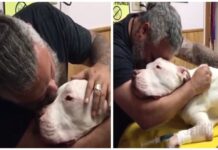 Un «rudo» hombre se rompe al tener que despedir a su perro con el que ha vivido por 14 años