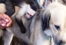 Perrita callejera que perdió a sus bebés carga a un monito abandonado y no lo pueden bajar