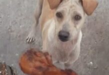 Joven alimenta una perrita que mendigaba comida, ella sale corriendo y él decide seguirla