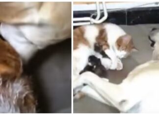 Una gata comienza con su complicada labor de parto y el perro de la casa corre a auxiliarla