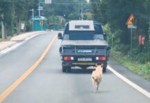 Madre persigue con desesperación al camión que se llevó a sus cachorritos