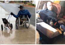 Muere el perrito paralítico cuando al fin había encontrado el amor junto a su ángel