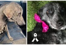 Perrita que vivió enfermita 9 años en la calle conoce la felicidad verdadera antes de partir