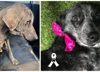 Perrita que vivió enfermita 9 años en la calle conoce la felicidad verdadera antes de partir