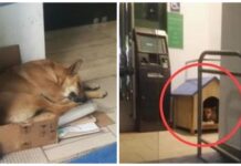 Perrita que fue abandonada en un banco se niega a marcharse y los trabajadores intervienen