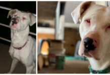 Flor, la perrita sordociega que rogó no morir en el puente donde la abandonaron