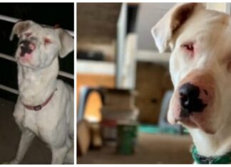 Flor, la perrita sordociega que rogó no morir en el puente donde la abandonaron